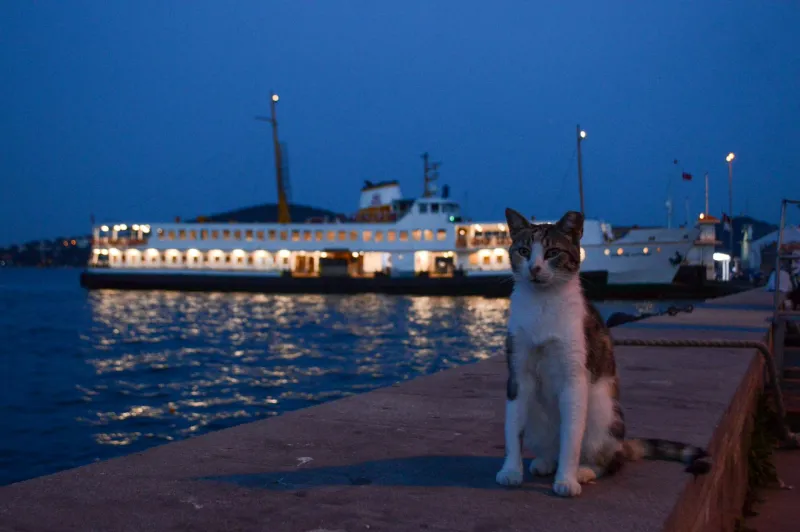 The Military Cat Who Outranked Half the Navy Before Anyone Noticed